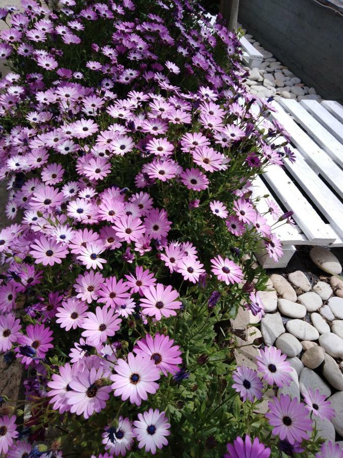 Sofia'S Garden Apartment 리메나리아 외부 사진